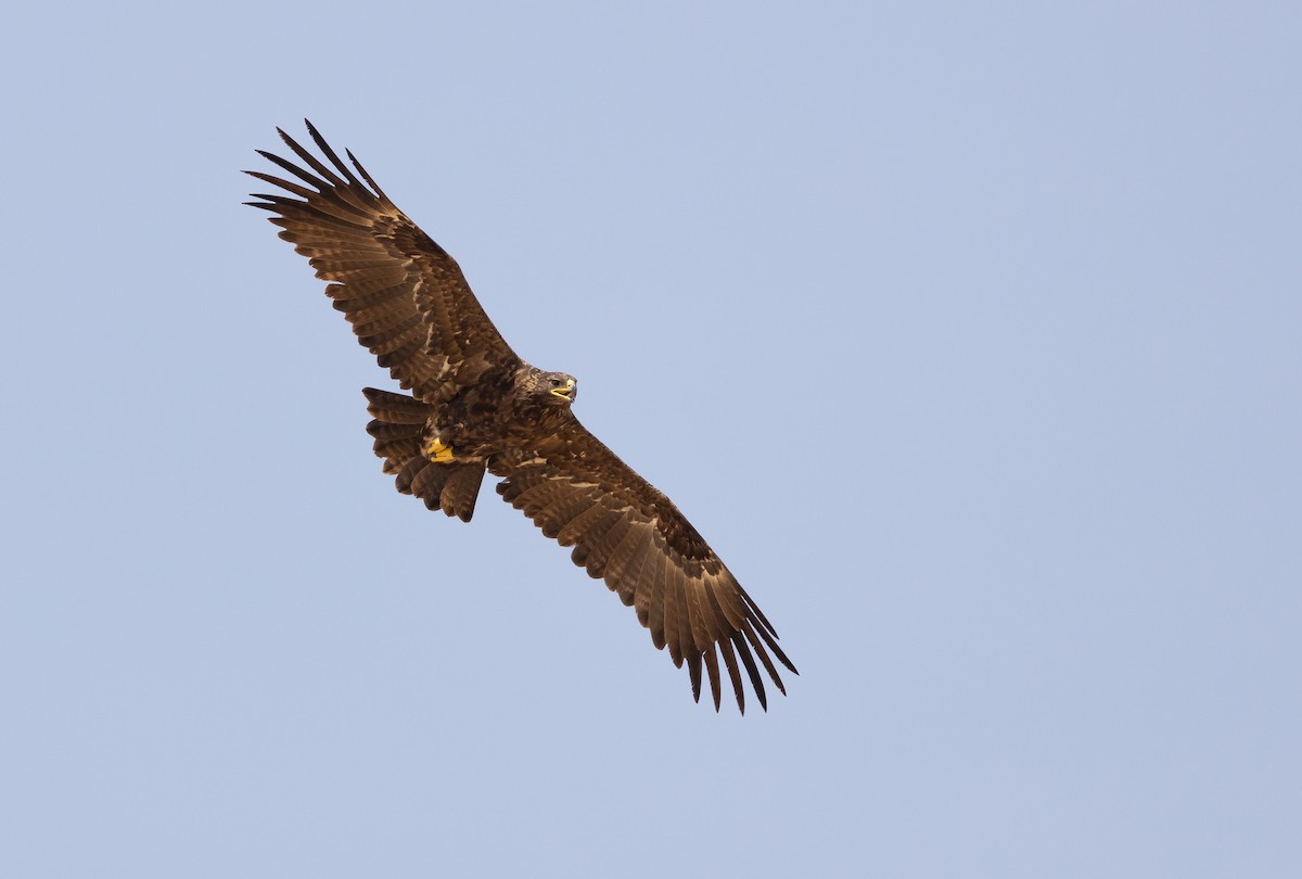 Steppe Eagle - ML612722413