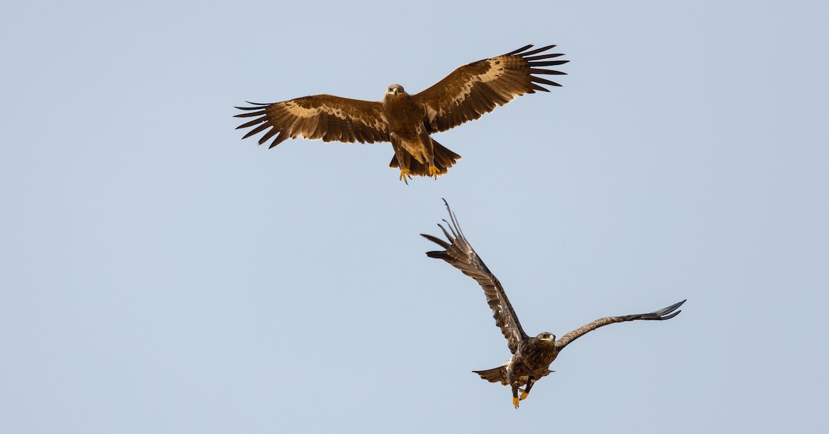 Águila Esteparia - ML612722416