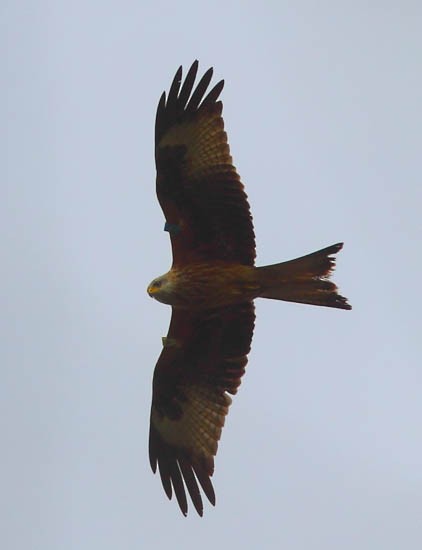 Red Kite - BWI Tolka Branch Historical Data