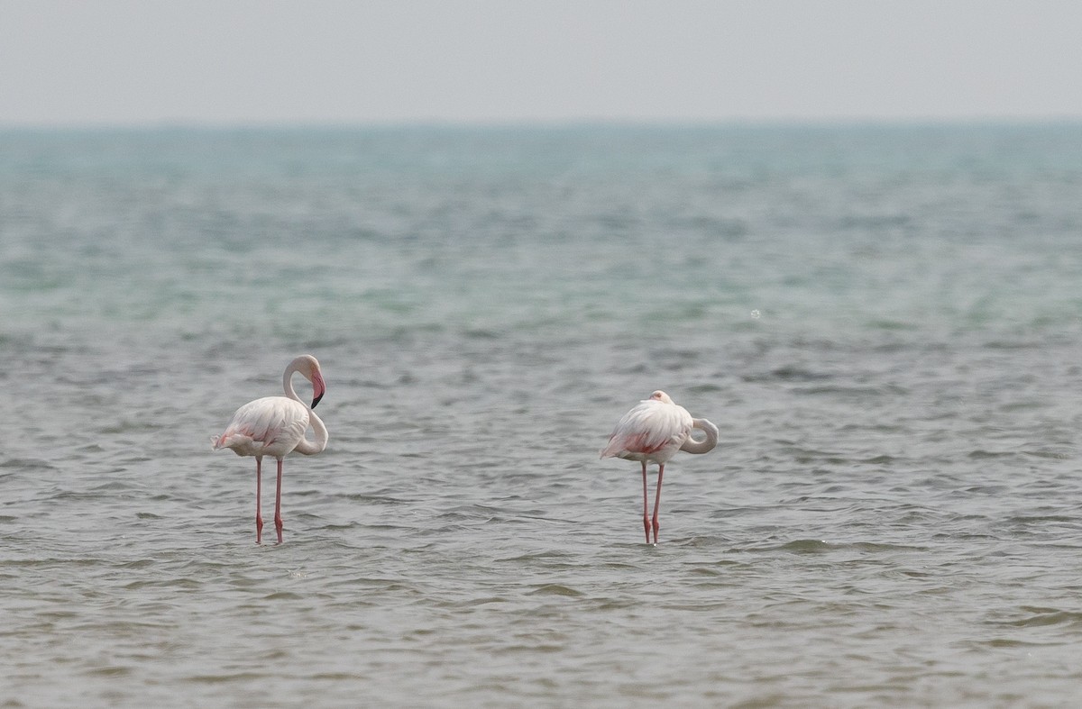 Greater Flamingo - Krzysztof Jankowski