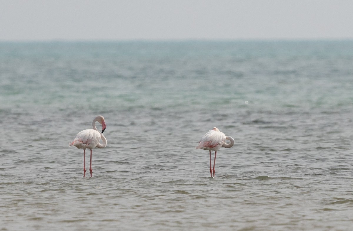 Greater Flamingo - ML612722550