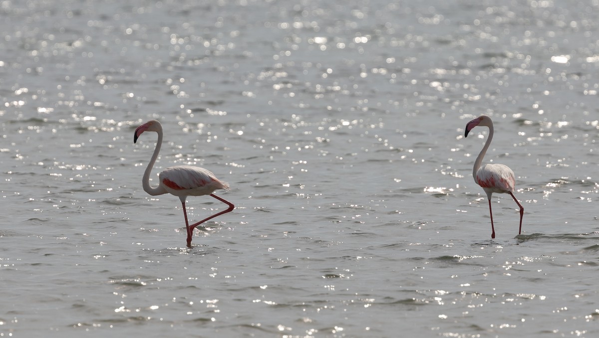 Greater Flamingo - Krzysztof Jankowski