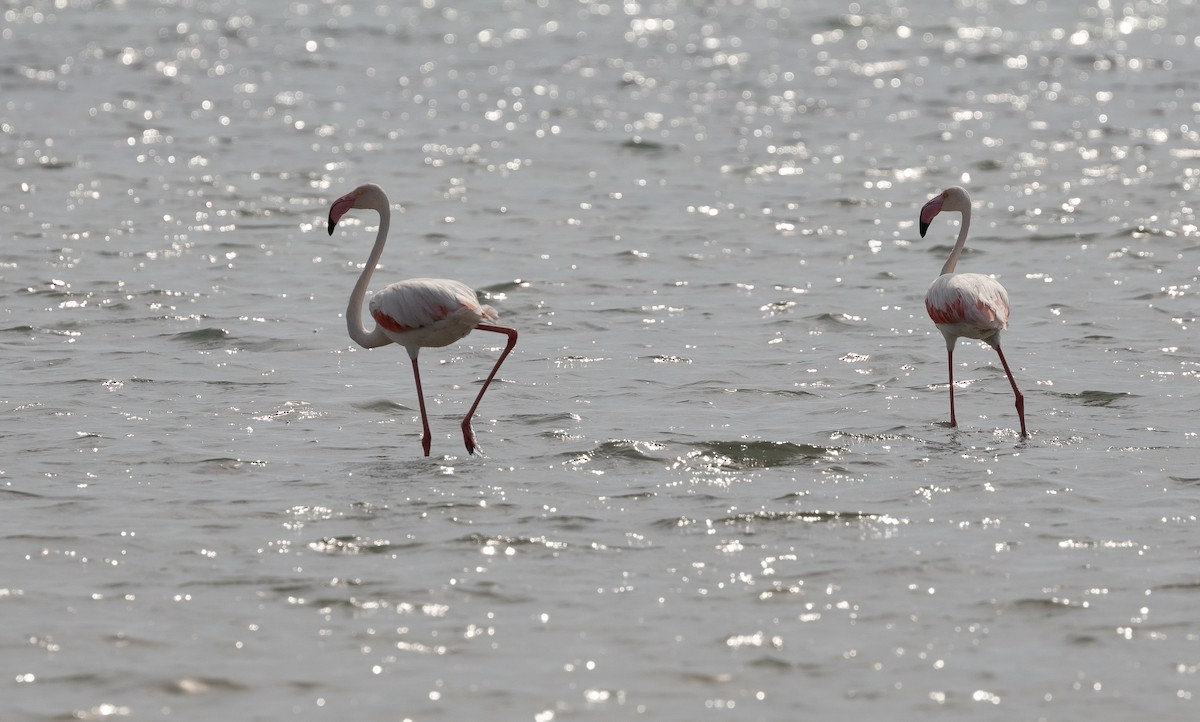 Greater Flamingo - Krzysztof Jankowski