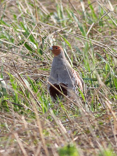 Gray Partridge - BWI Tolka Branch Historical Data