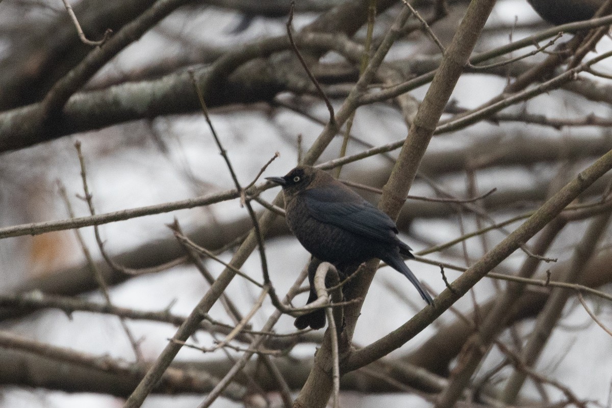 Rusty Blackbird - ML612722823