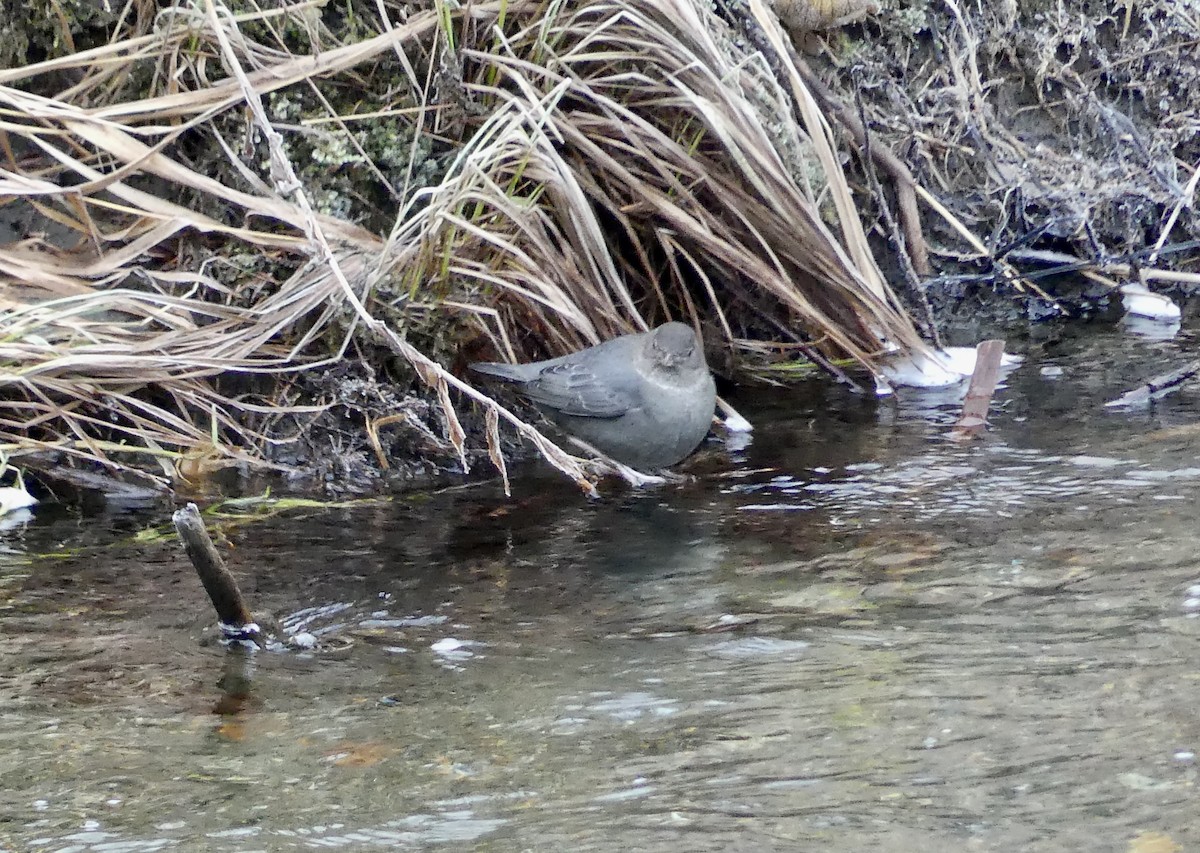 American Dipper - ML612722827