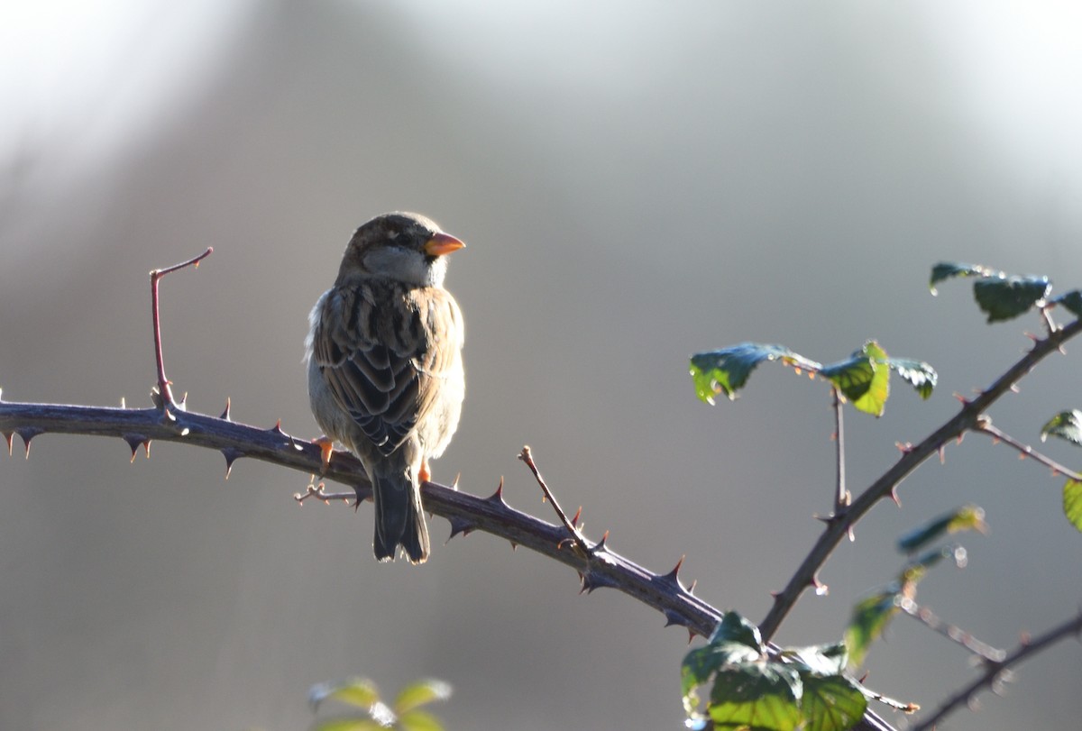 House Sparrow - Thomas Rickfelder