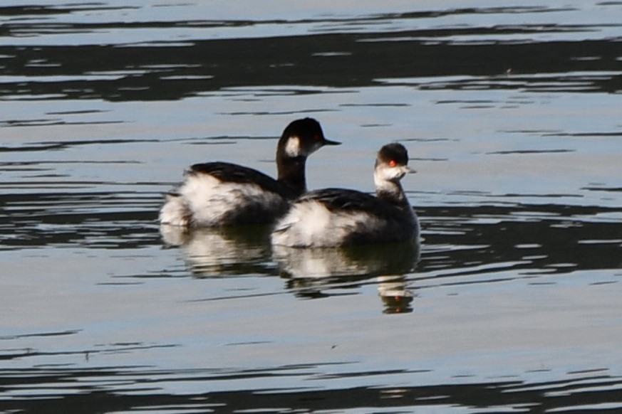 Eared Grebe - Carmen Ricer