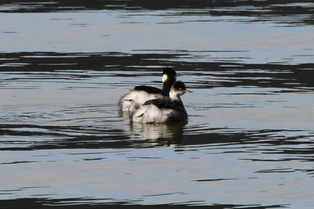 Eared Grebe - Carmen Ricer