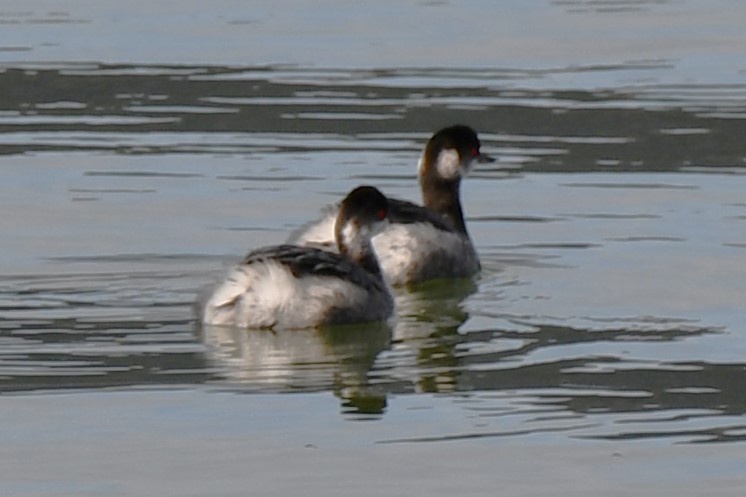 Eared Grebe - ML612723084