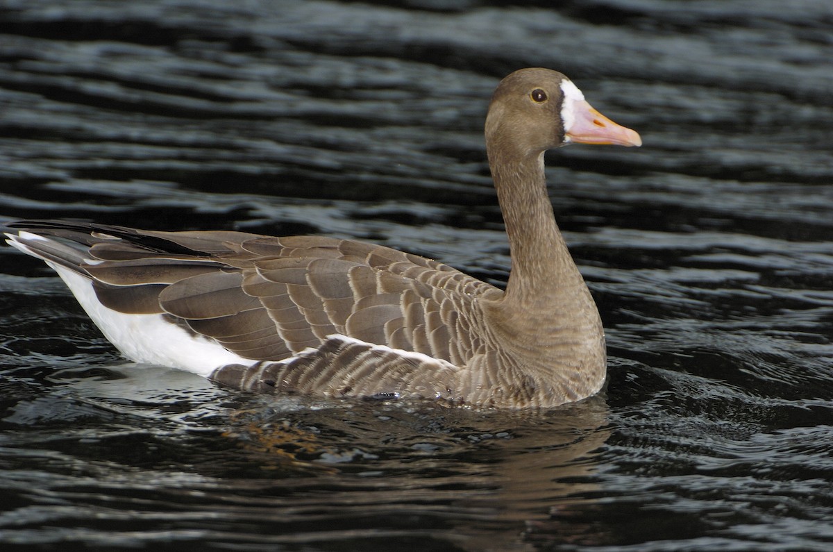 Greater White-fronted Goose - Jim Denny