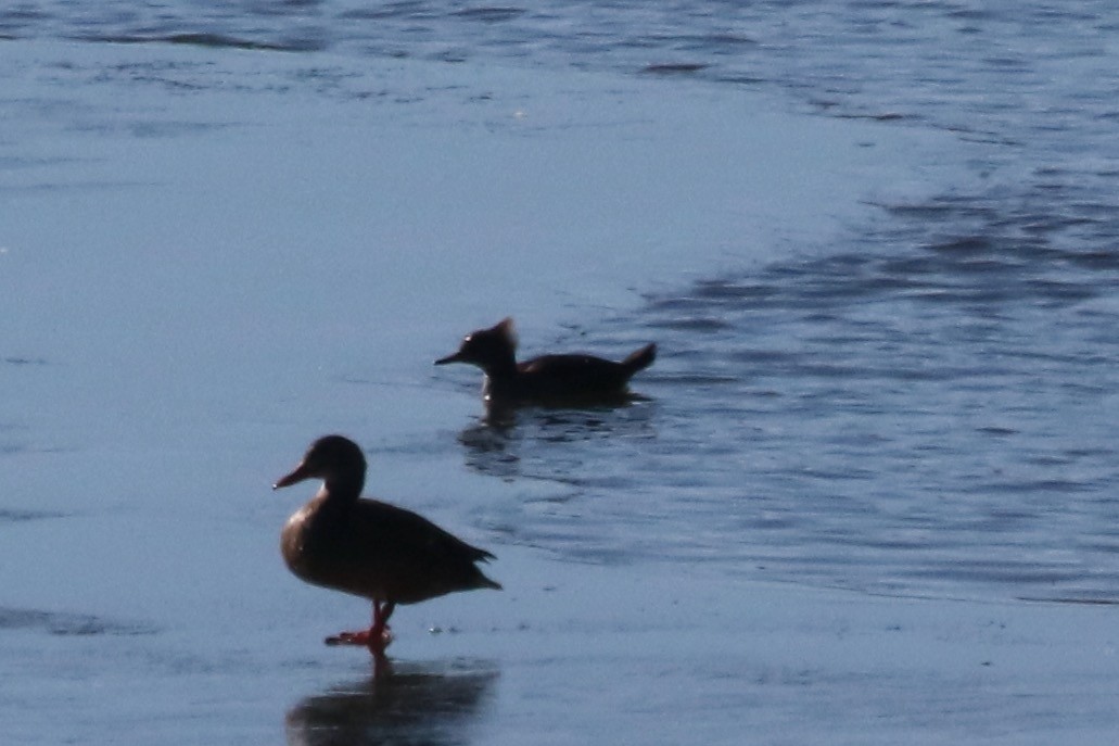 Hooded Merganser - ML612723265