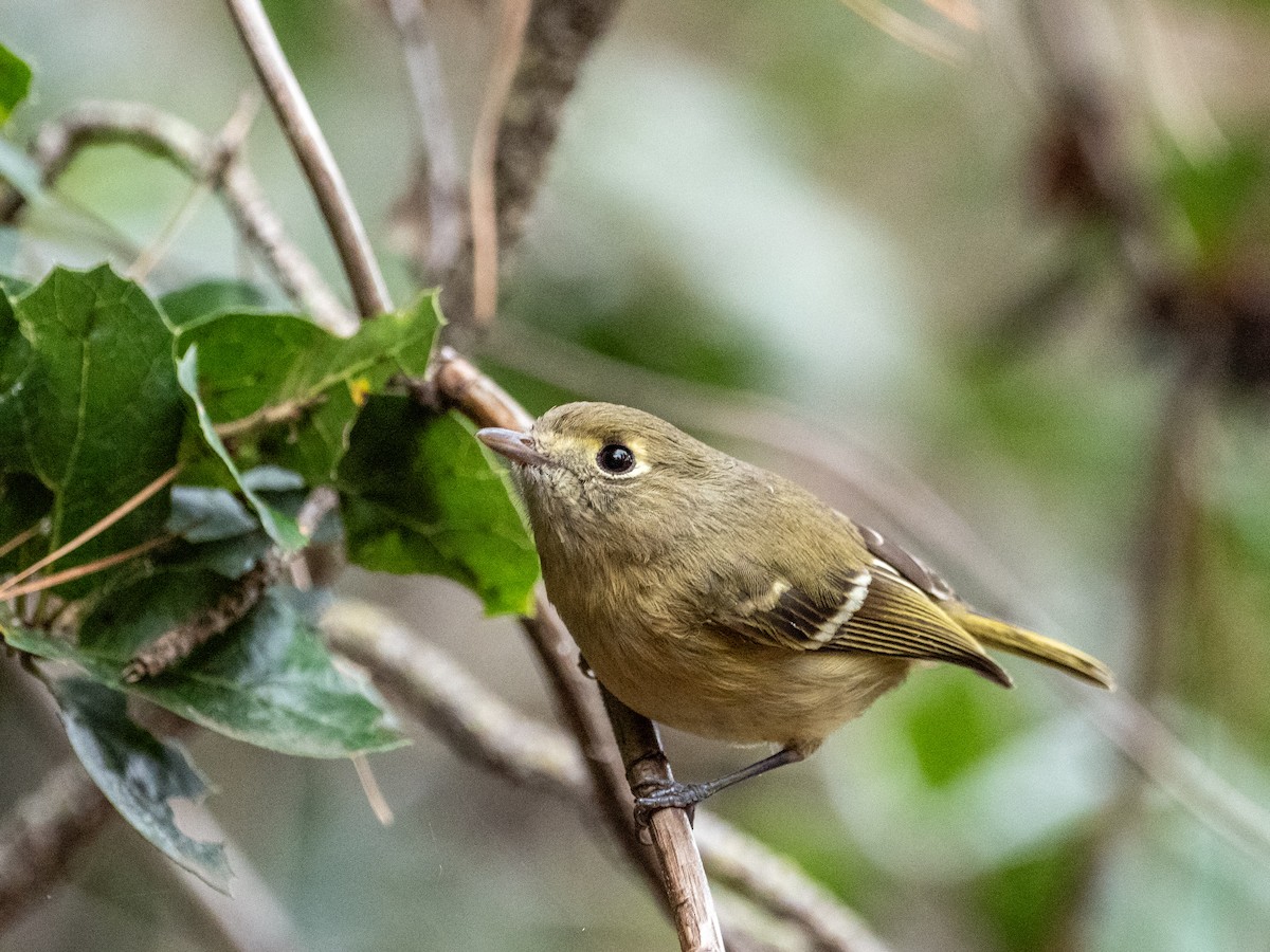 Hutton's Vireo - ML612723275