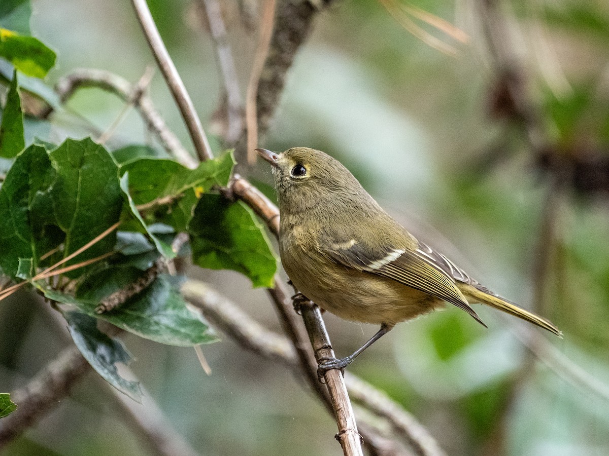 Hutton's Vireo - ML612723276