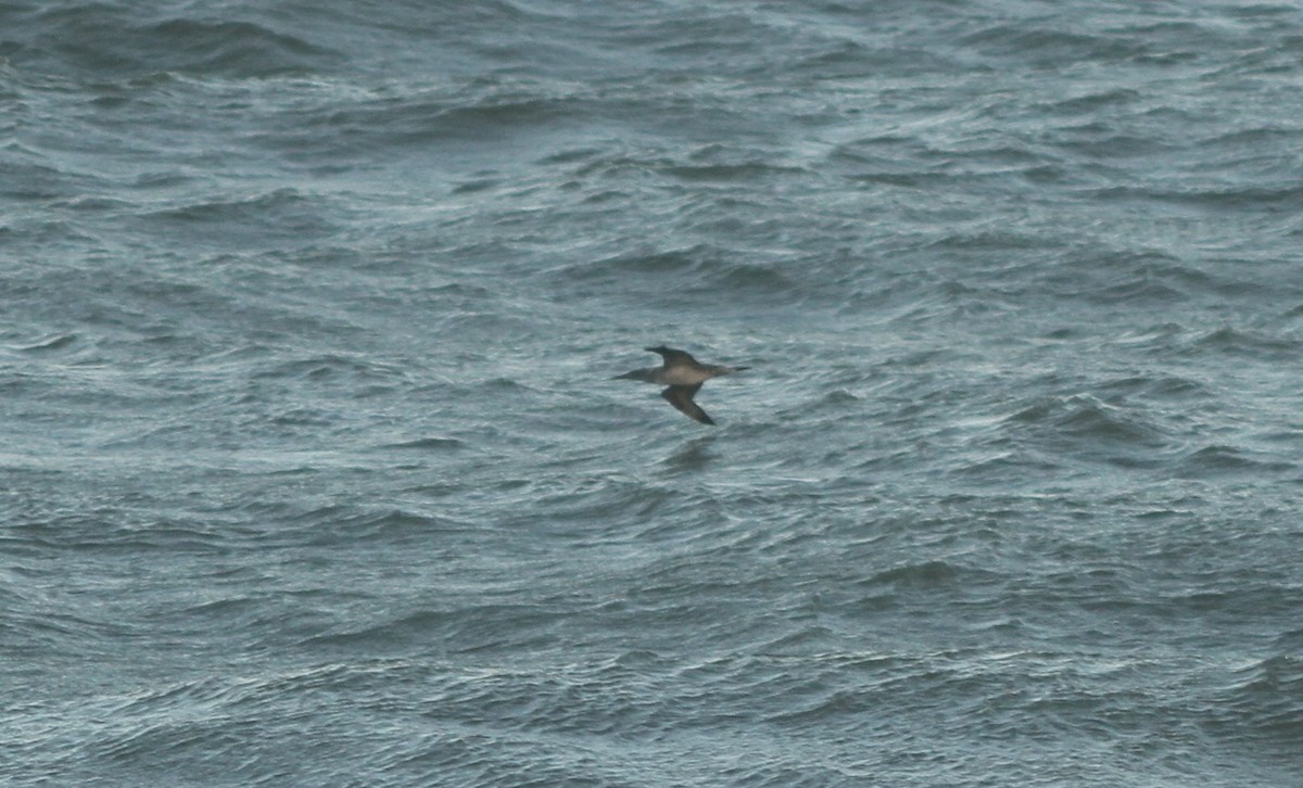 Northern Gannet - ML612723317