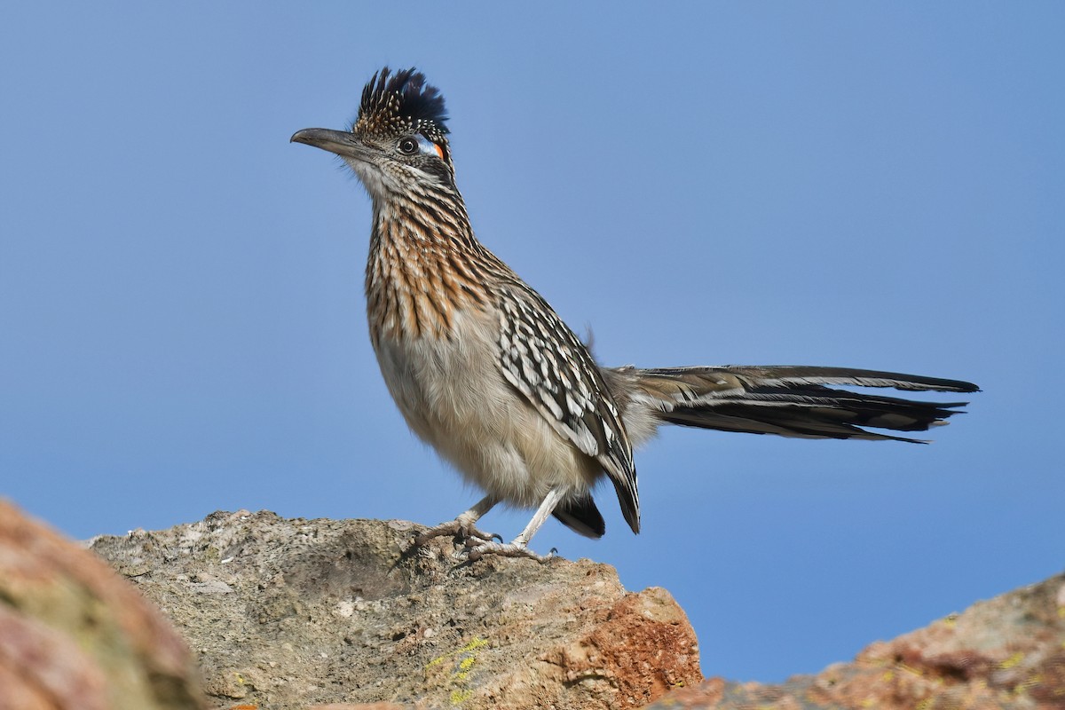 Greater Roadrunner - Barbara Wise