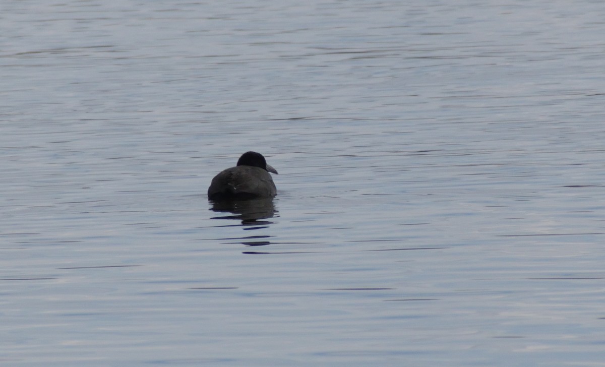 American Coot (Red-shielded) - ML612723443