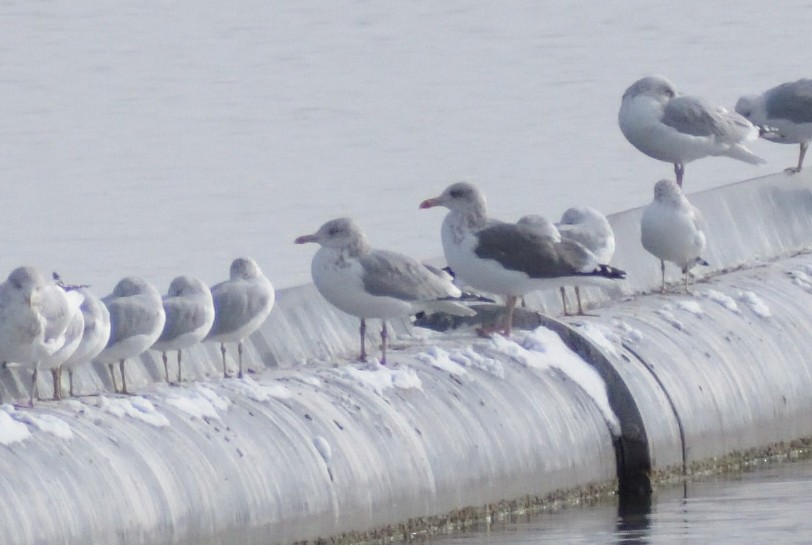 Lesser Black-backed Gull - ML612723548