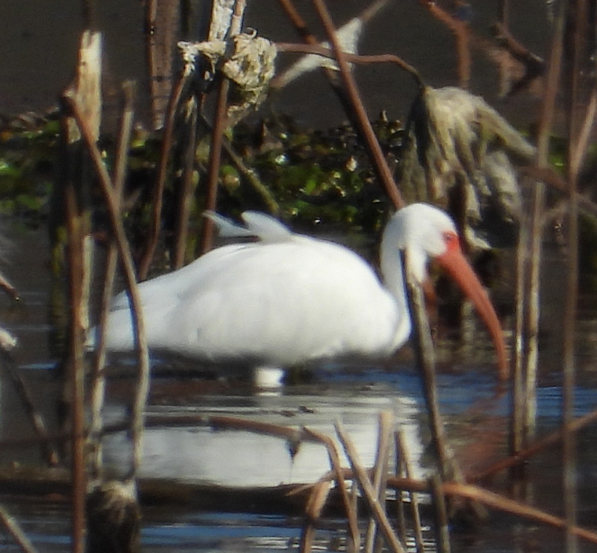 White Ibis - ML612723575