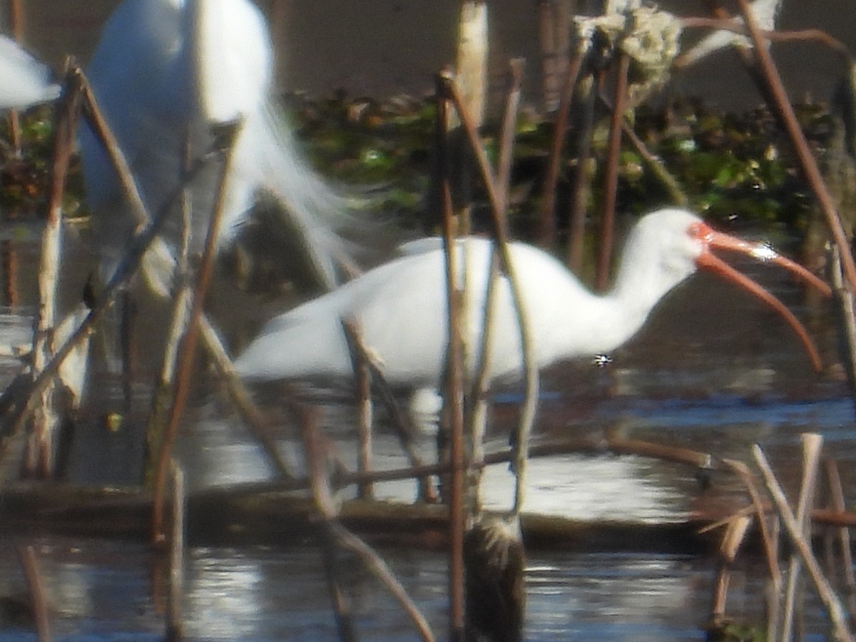 White Ibis - Xina Jones