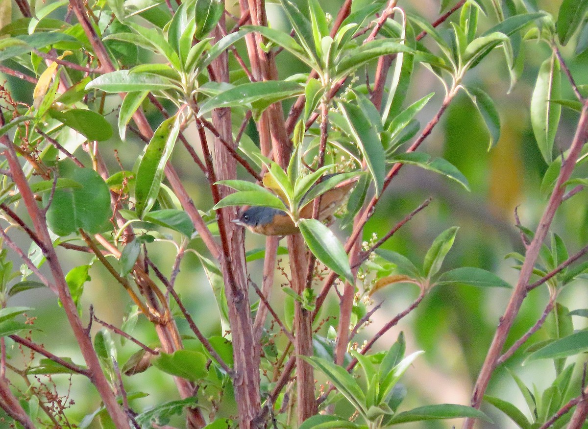 Rusty Flowerpiercer - ML612723593