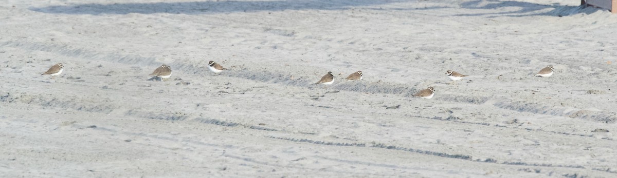 Semipalmated Plover - ML612723650