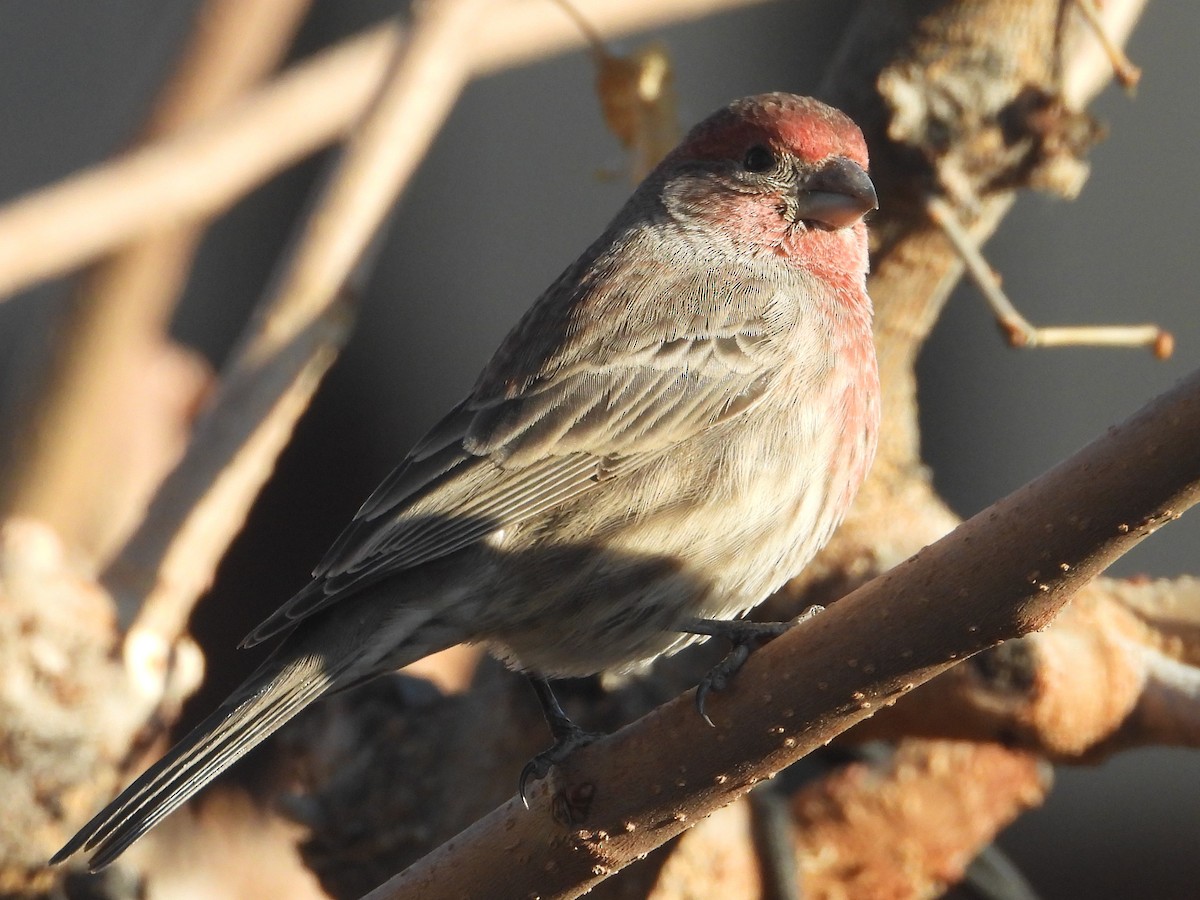 House Finch - ML612723676