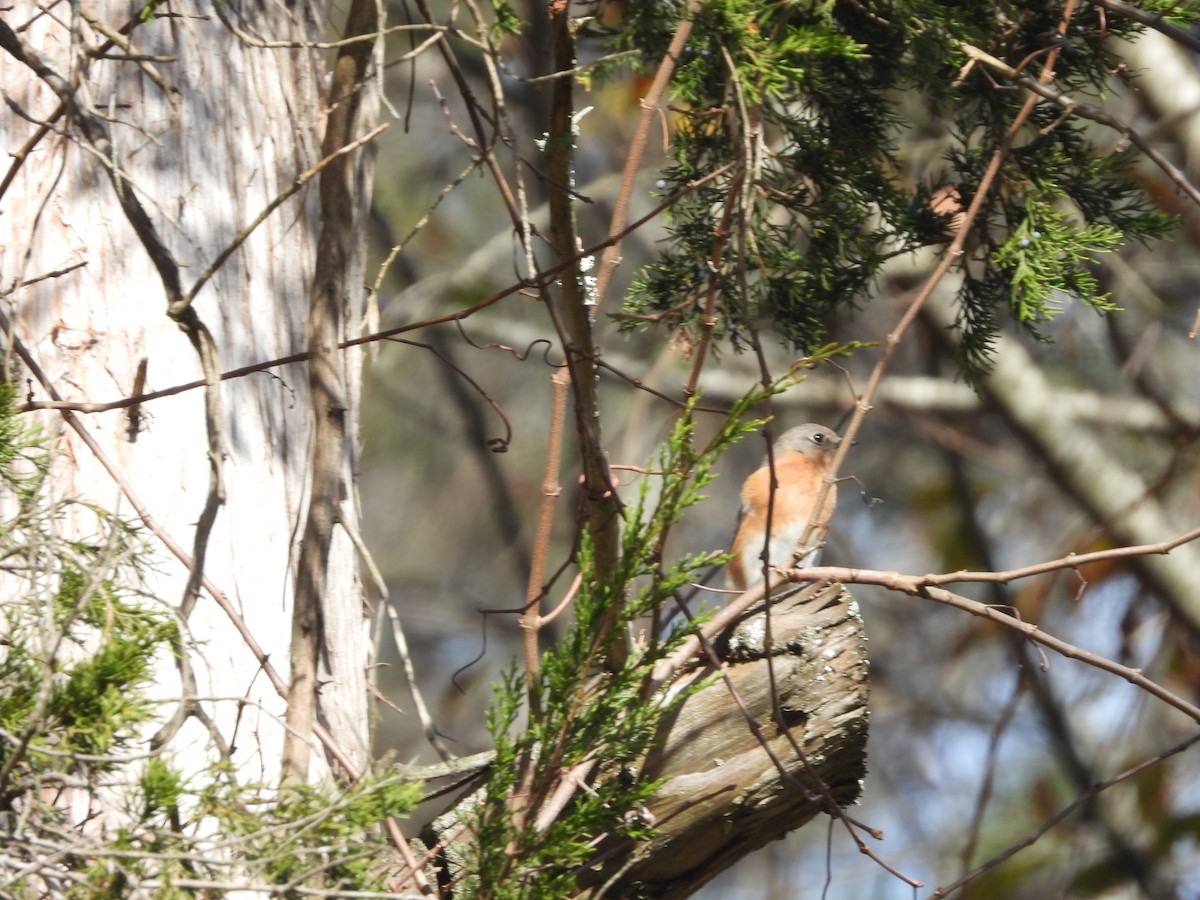 Eastern Bluebird - ML612723678