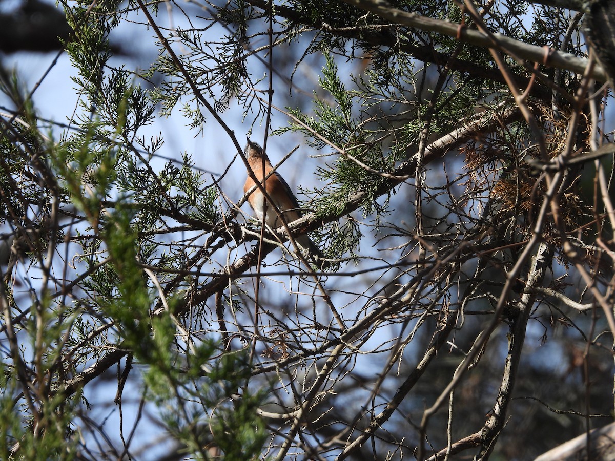 Eastern Bluebird - ML612723680