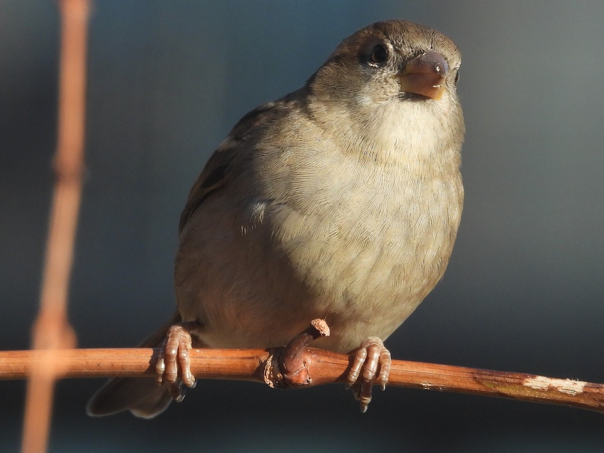 House Sparrow - ML612723682