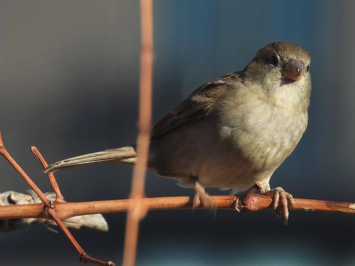 House Sparrow - David Wheeler