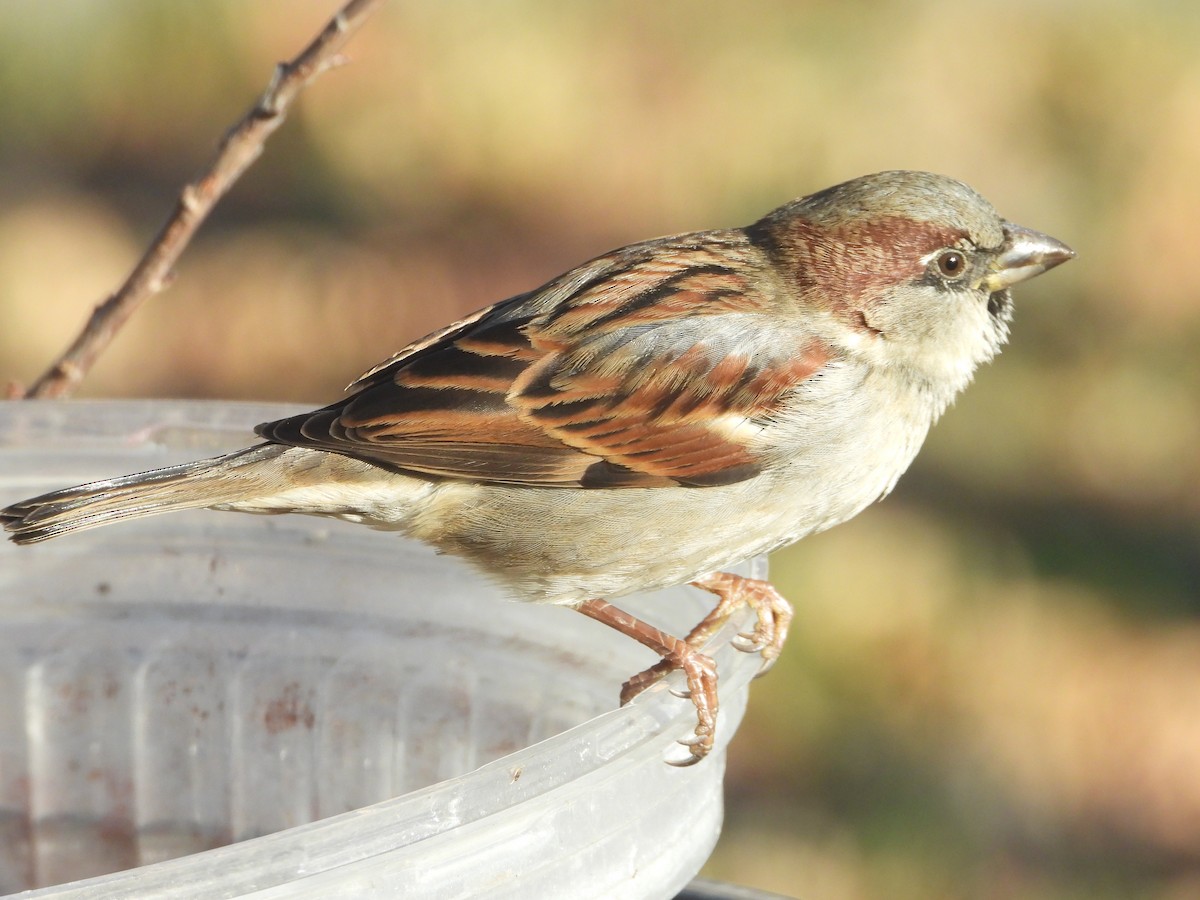 House Sparrow - ML612723694