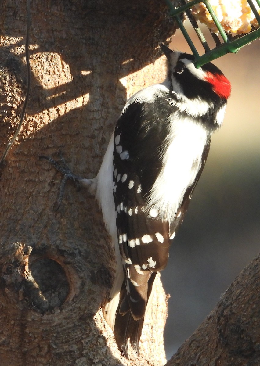 セジロコゲラ（leucurus／glacialis） - ML612723699