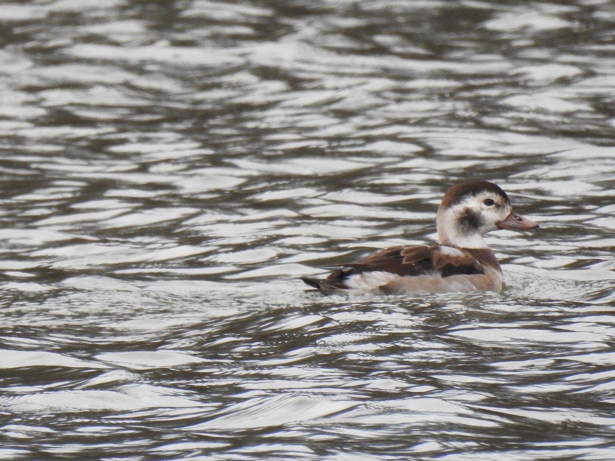 Long-tailed Duck - ML612723787