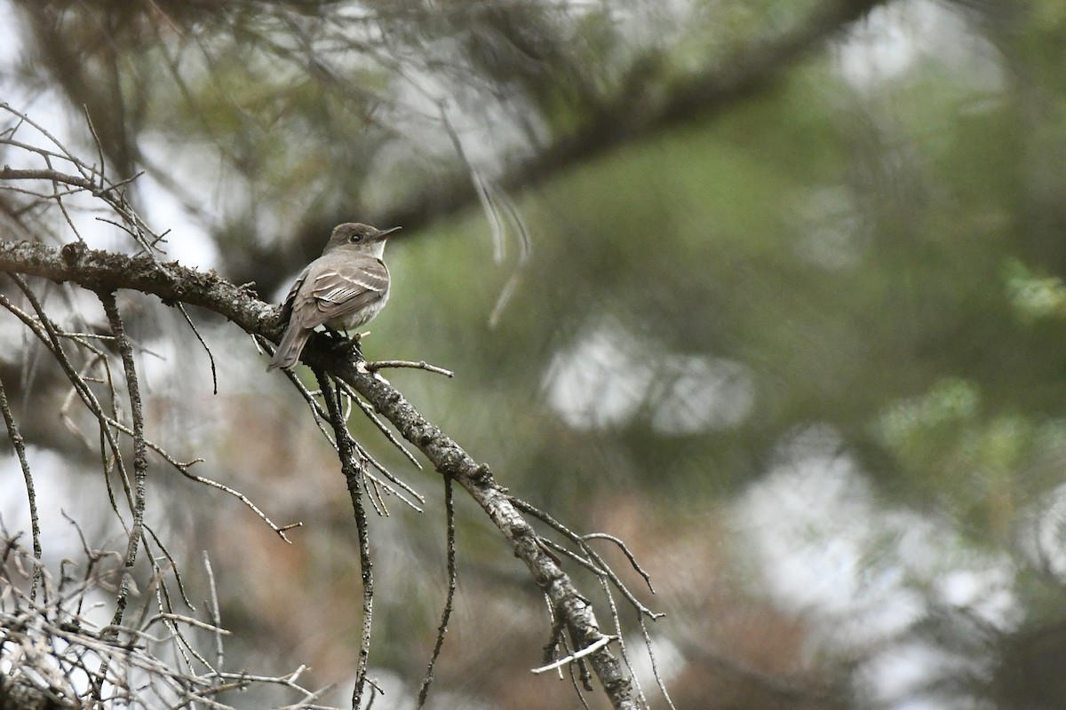 Western Wood-Pewee - Julien Amsellem