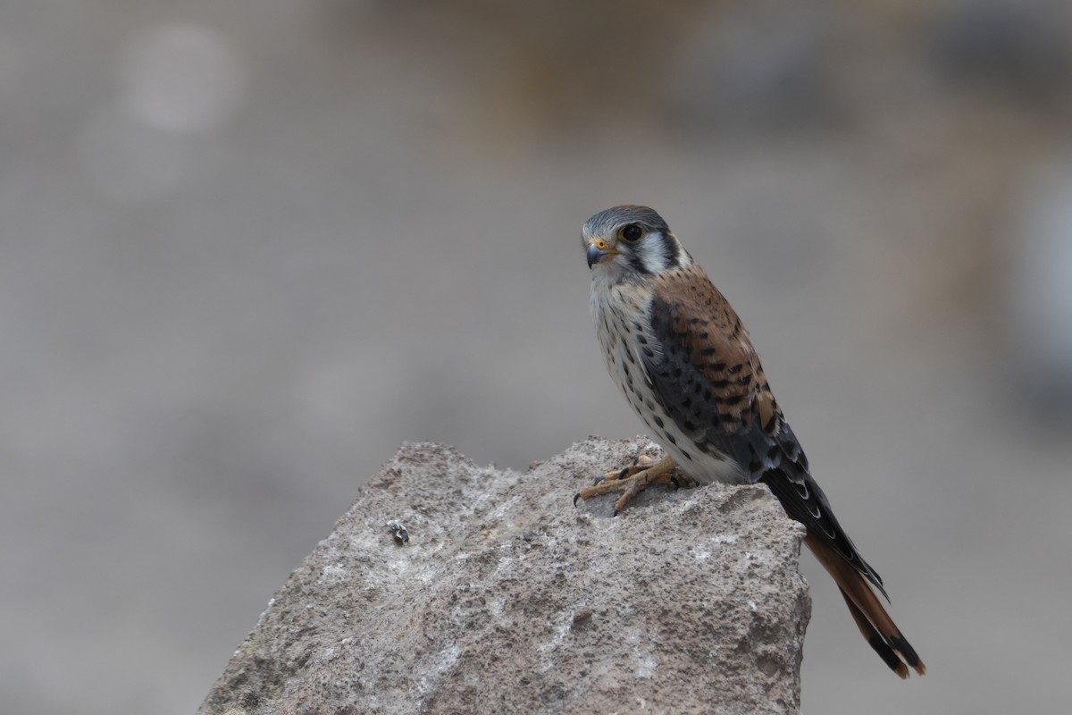 American Kestrel - ML612723831