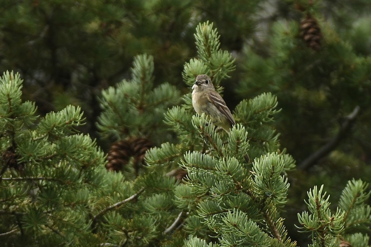 Dusky Flycatcher - Julien Amsellem