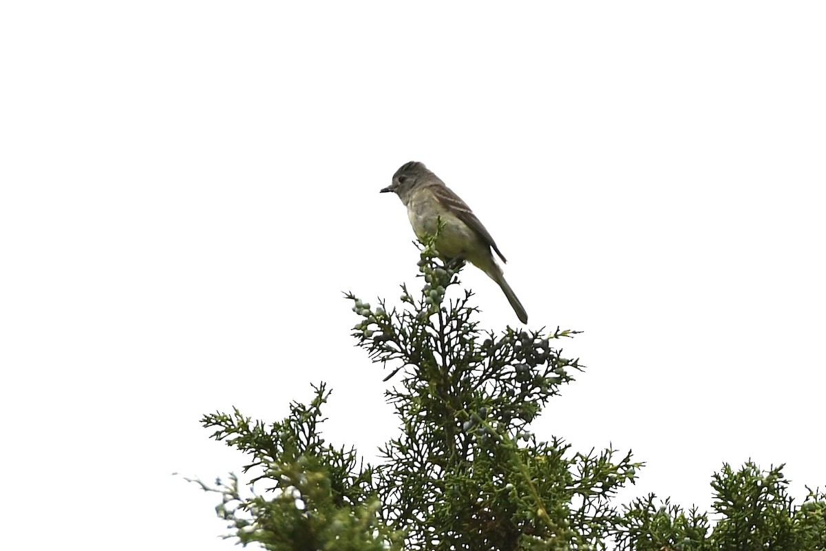 Dusky Flycatcher - Julien Amsellem