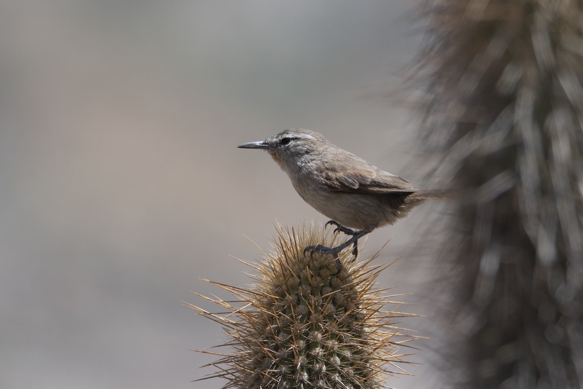 Cactus Canastero - ML612723871