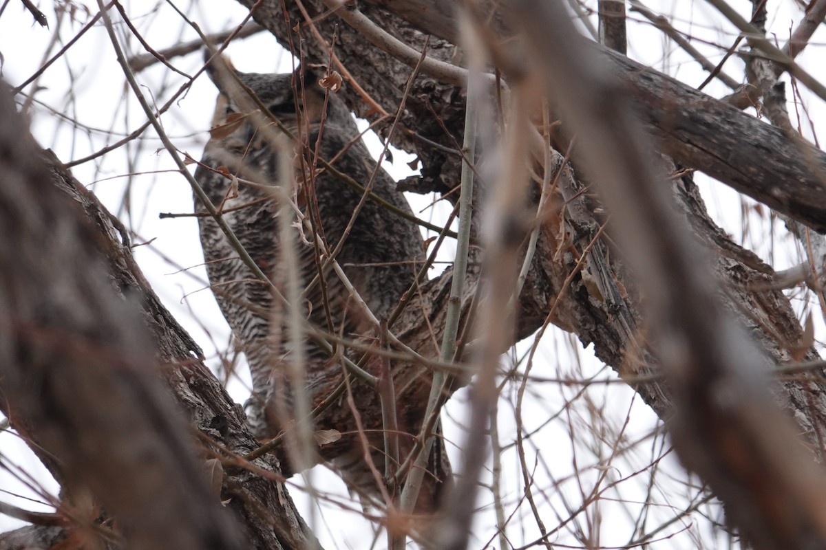 Great Horned Owl - ML612723892