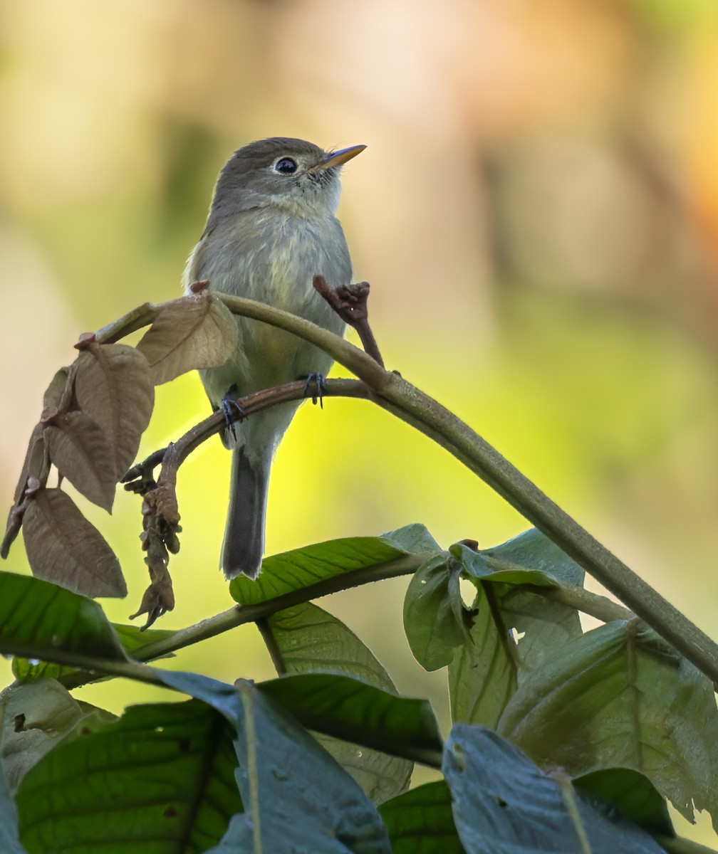 Least Flycatcher - ML612723906