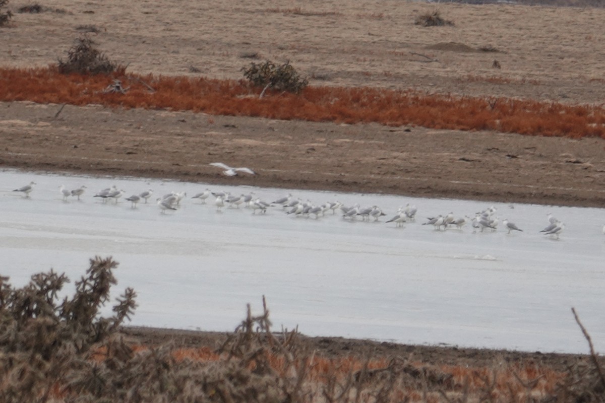 Ring-billed Gull - ML612723925
