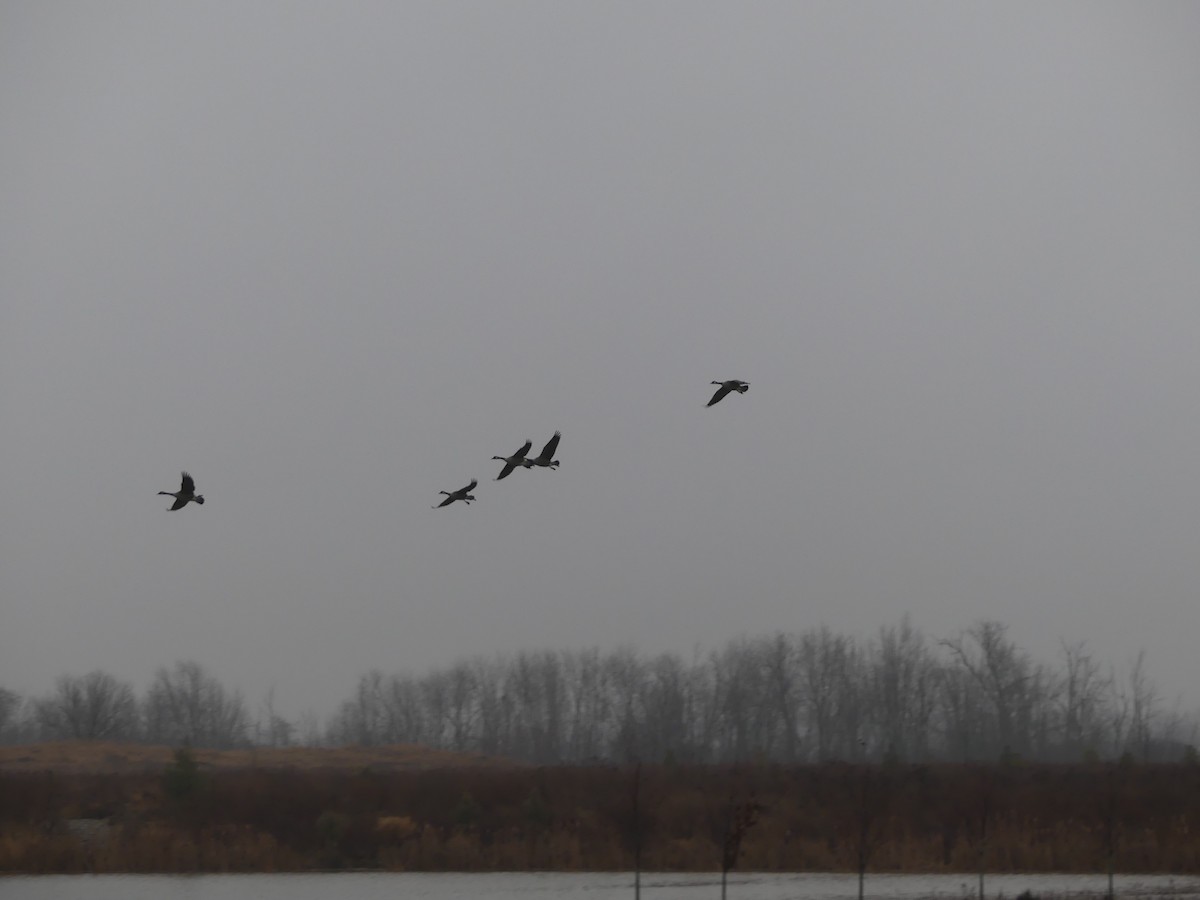Canada Goose - ML612723926