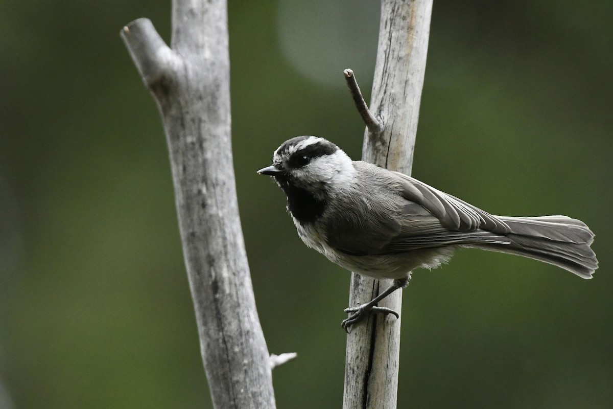 Mountain Chickadee (Rocky Mts.) - Julien Amsellem