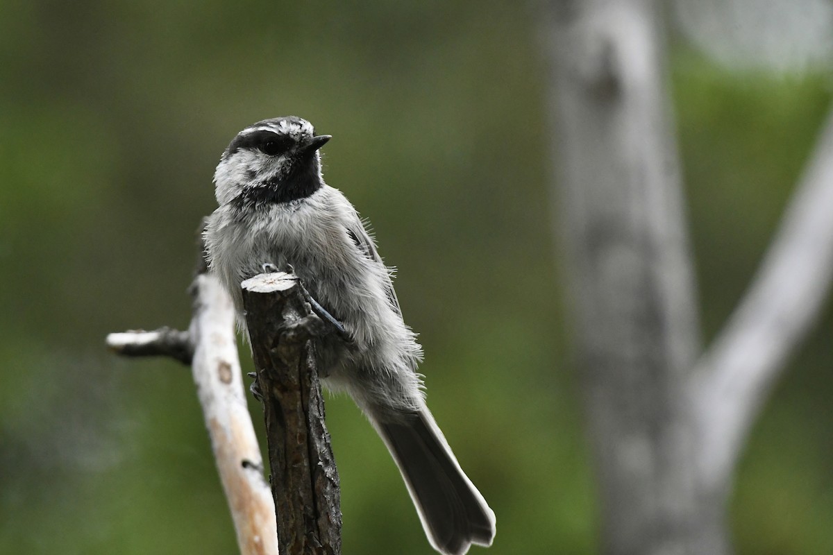 Mountain Chickadee (Rocky Mts.) - Julien Amsellem