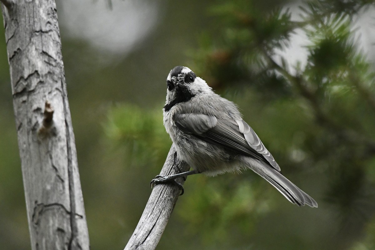 Mountain Chickadee (Rocky Mts.) - Julien Amsellem