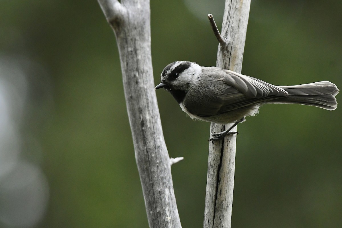 Mountain Chickadee (Rocky Mts.) - Julien Amsellem