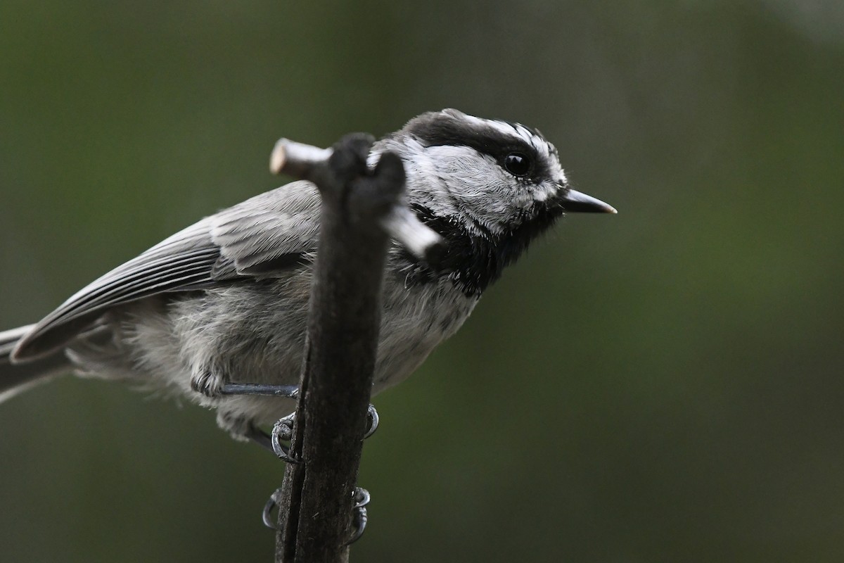 Mésange de Gambel (groupe gambeli) - ML612723946