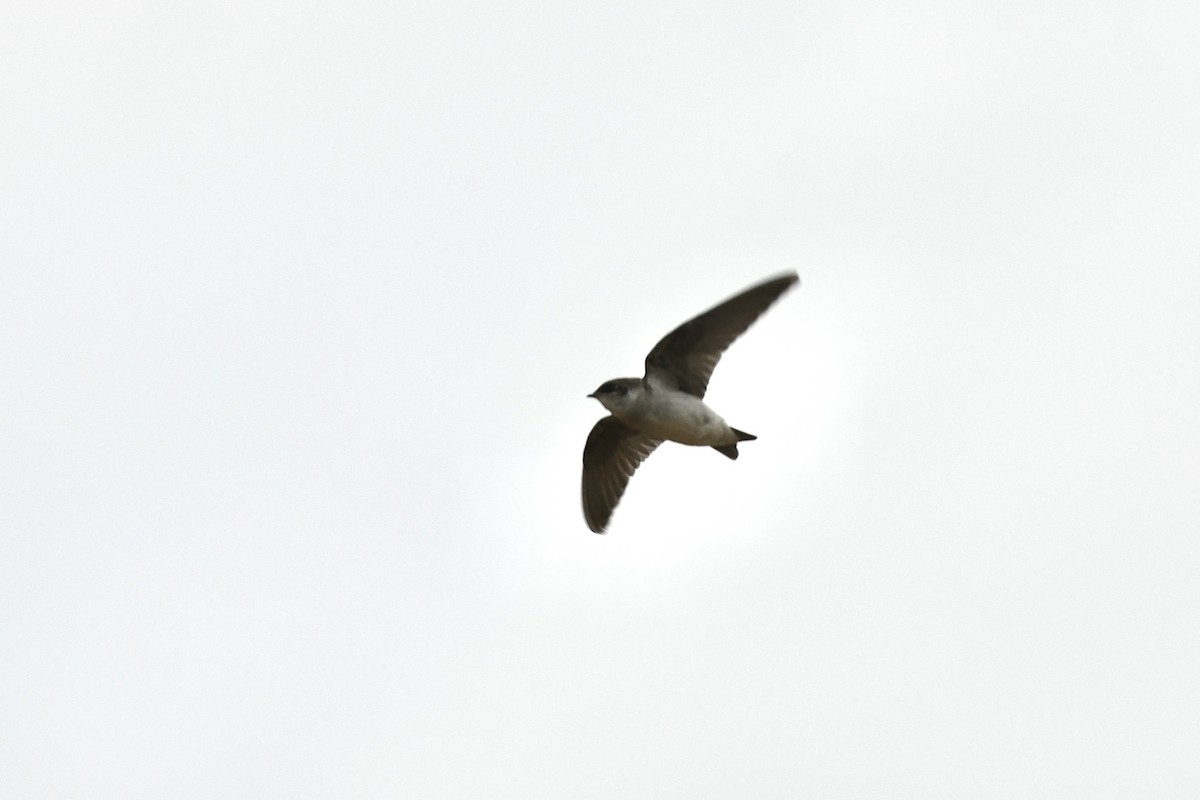 Violet-green Swallow - Julien Amsellem