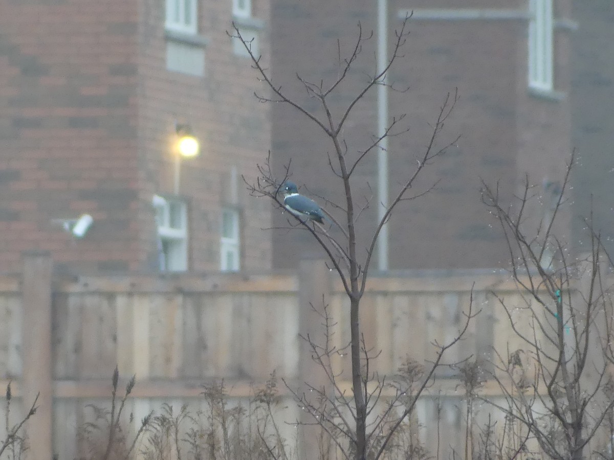 Belted Kingfisher - ML612723971